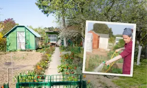 Ogród działkowy, który odziedziczyłem po rodzicach, z zieloną altanką i kwitnącymi tulipanami.