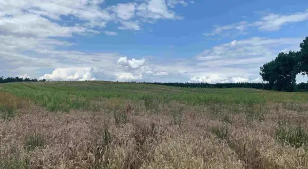 Nabyte w spadku grunty rolne nie oddawaj. Pole zboża pod błękitnym niebem z chmurami.