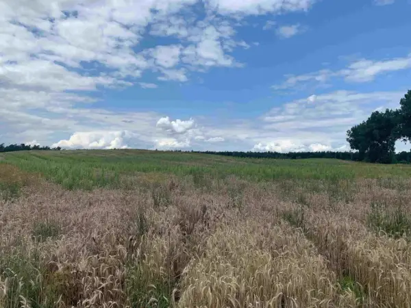 Nabyte w spadku grunty rolne nie oddawaj. Pole zboża pod błękitnym niebem z chmurami.